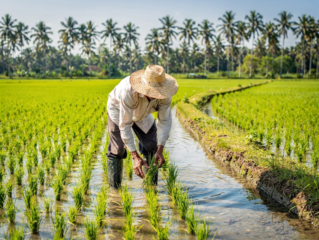 Agriculture worker in field